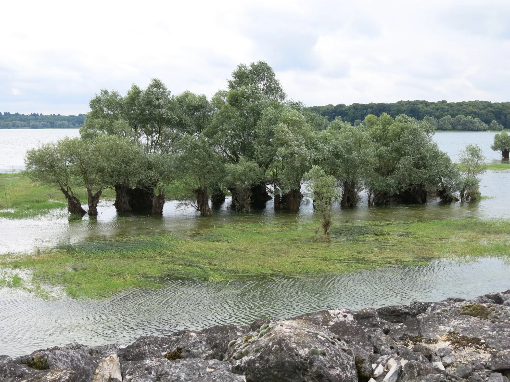 Des saules au bord de l’eau, dans l’Aube